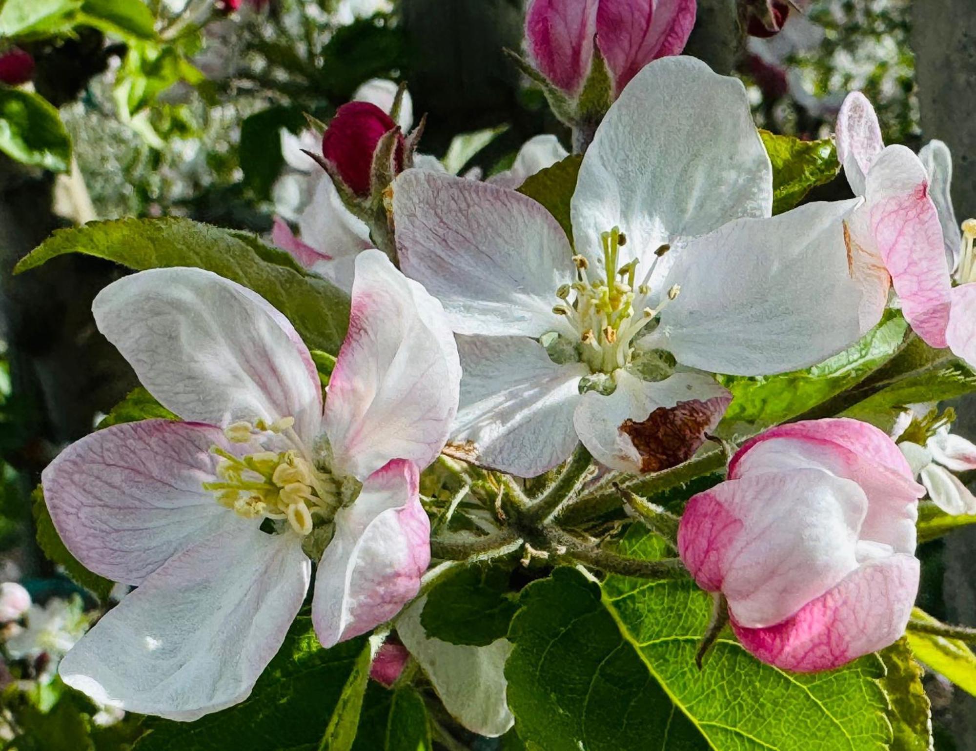 Ferienwohnungen Jojasa Laces Exterior foto